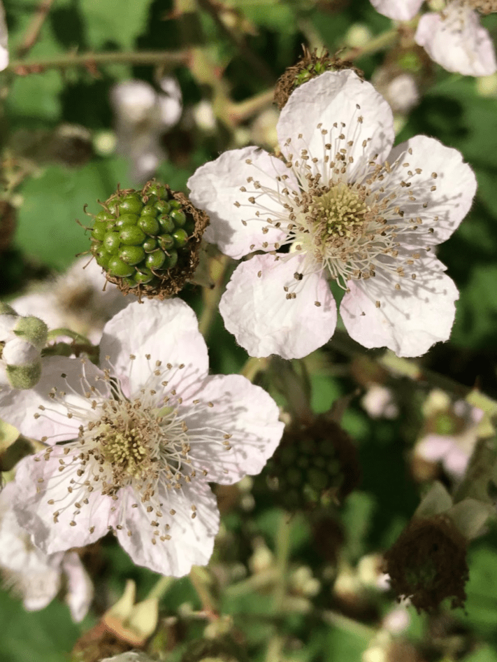A closeup of a Himalayan blackberry bush shows a blossom and green fruit.