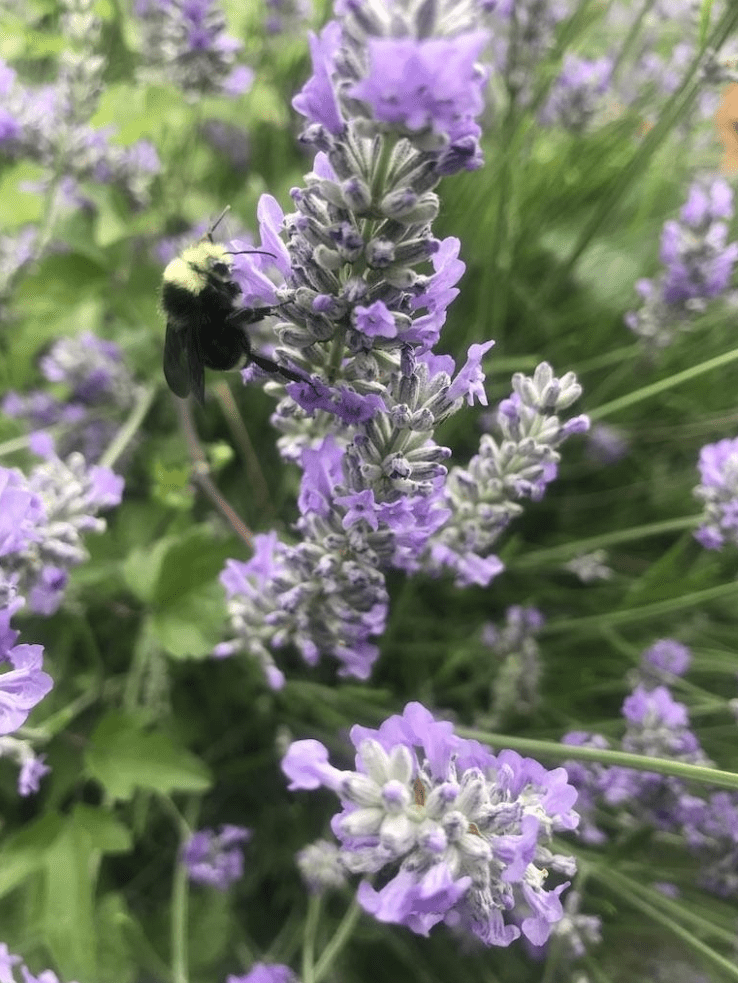 Bumble bee on a lavender plant