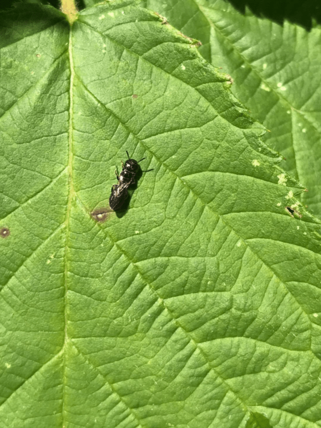 A carpenter bee on a blackberry leaf.
