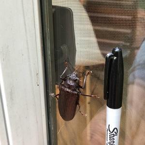 Large beetle on screen next to sharpie for size comparison.