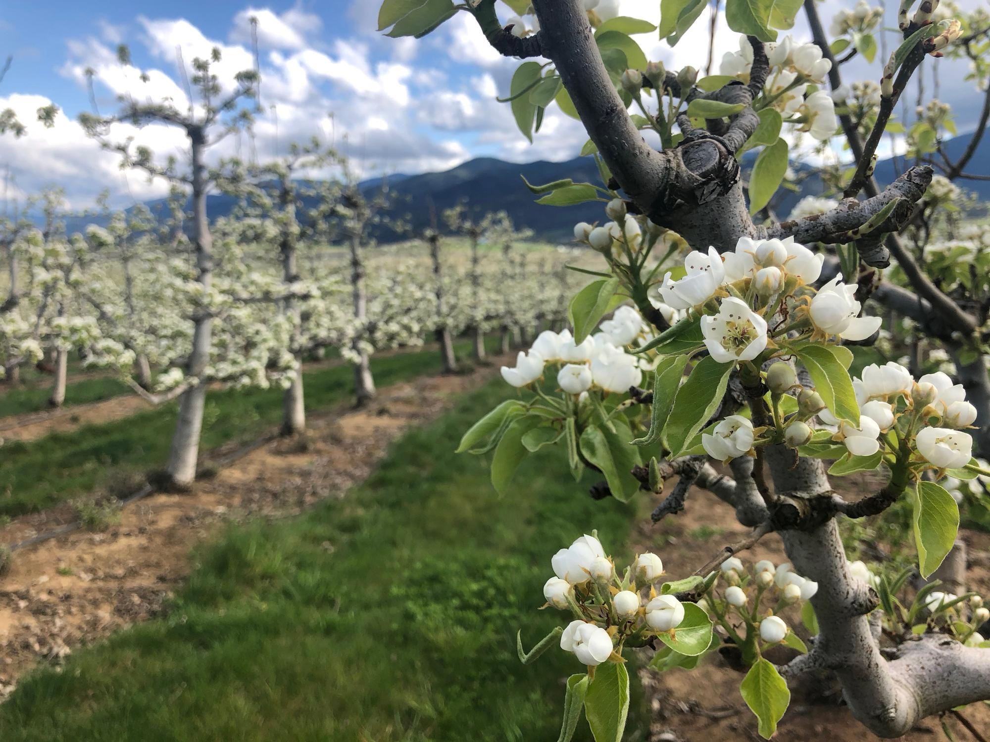 Pear orchard in Rogue Valley