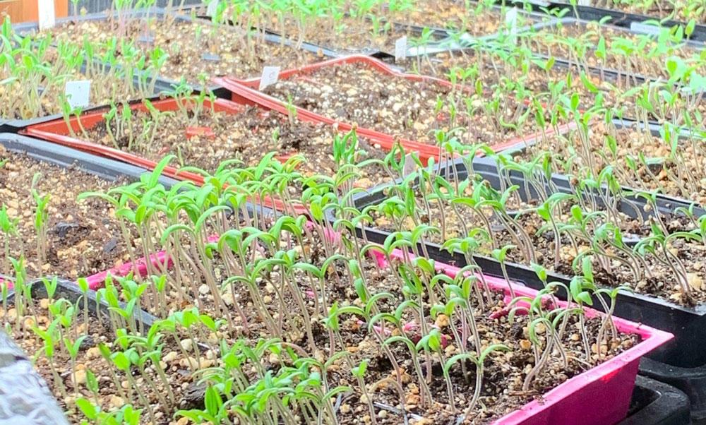 A portion of the tomato starts Lane County Master Gardeners donated to nonprofits.