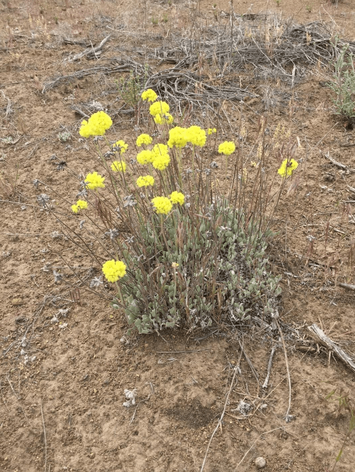 Buckwheat plant