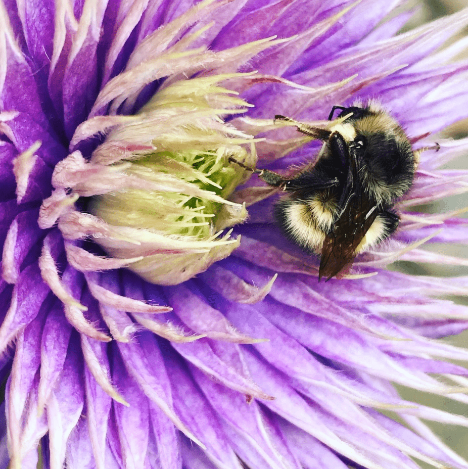 Bombus flavifrons on clematis