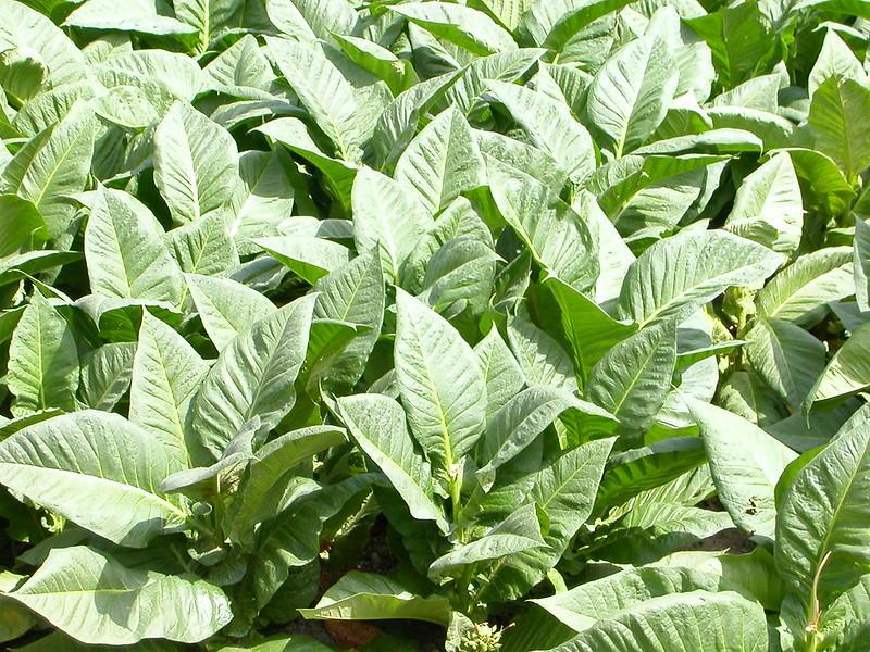 Many mature tobacco plants growing together