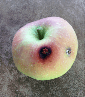 apple with damage on skin
