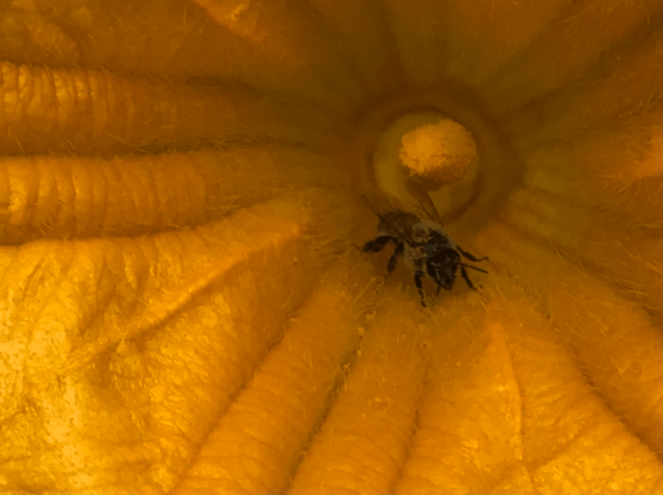 Bee on squash