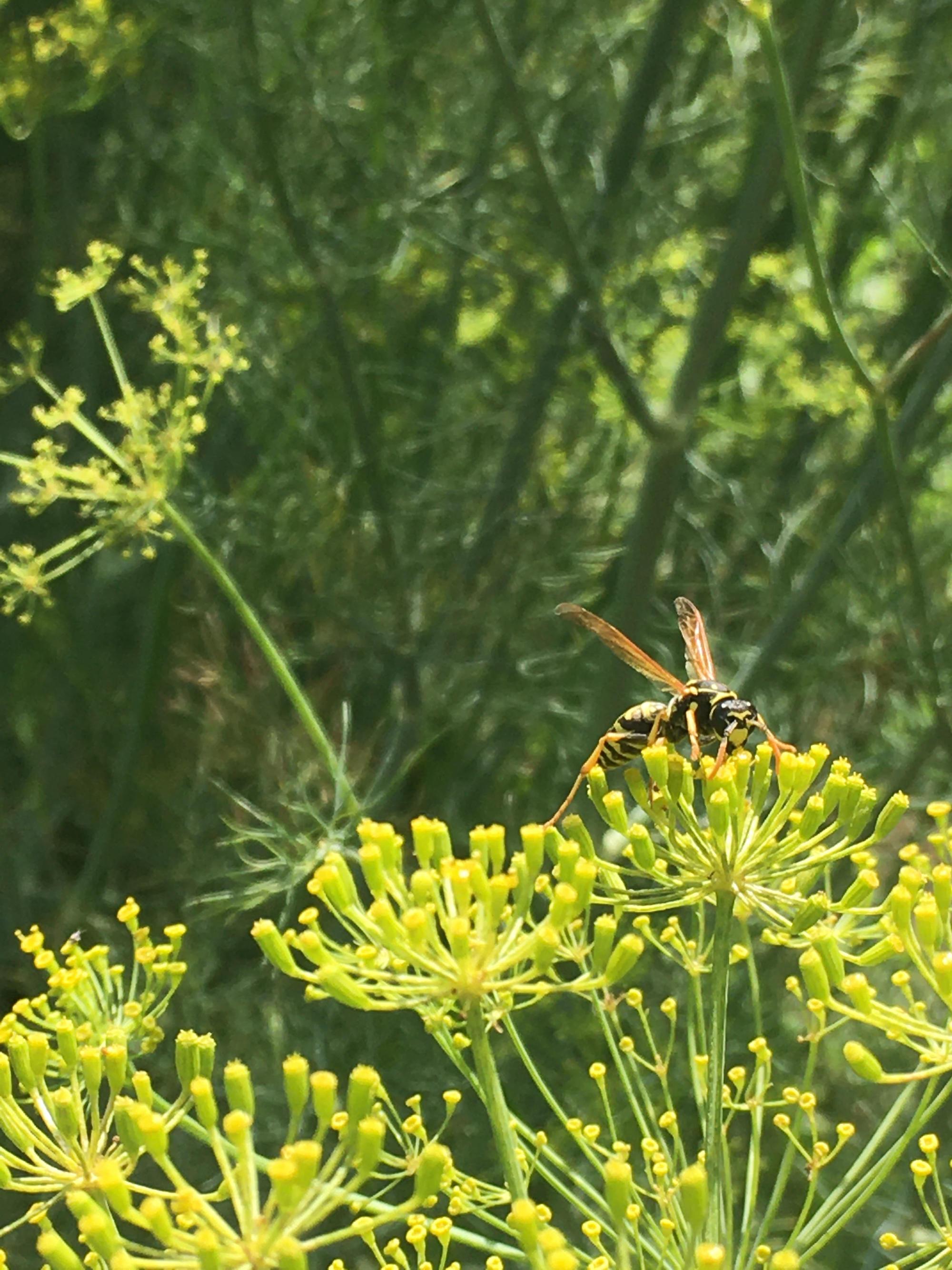A Dickerson wasp lands atop a plant.