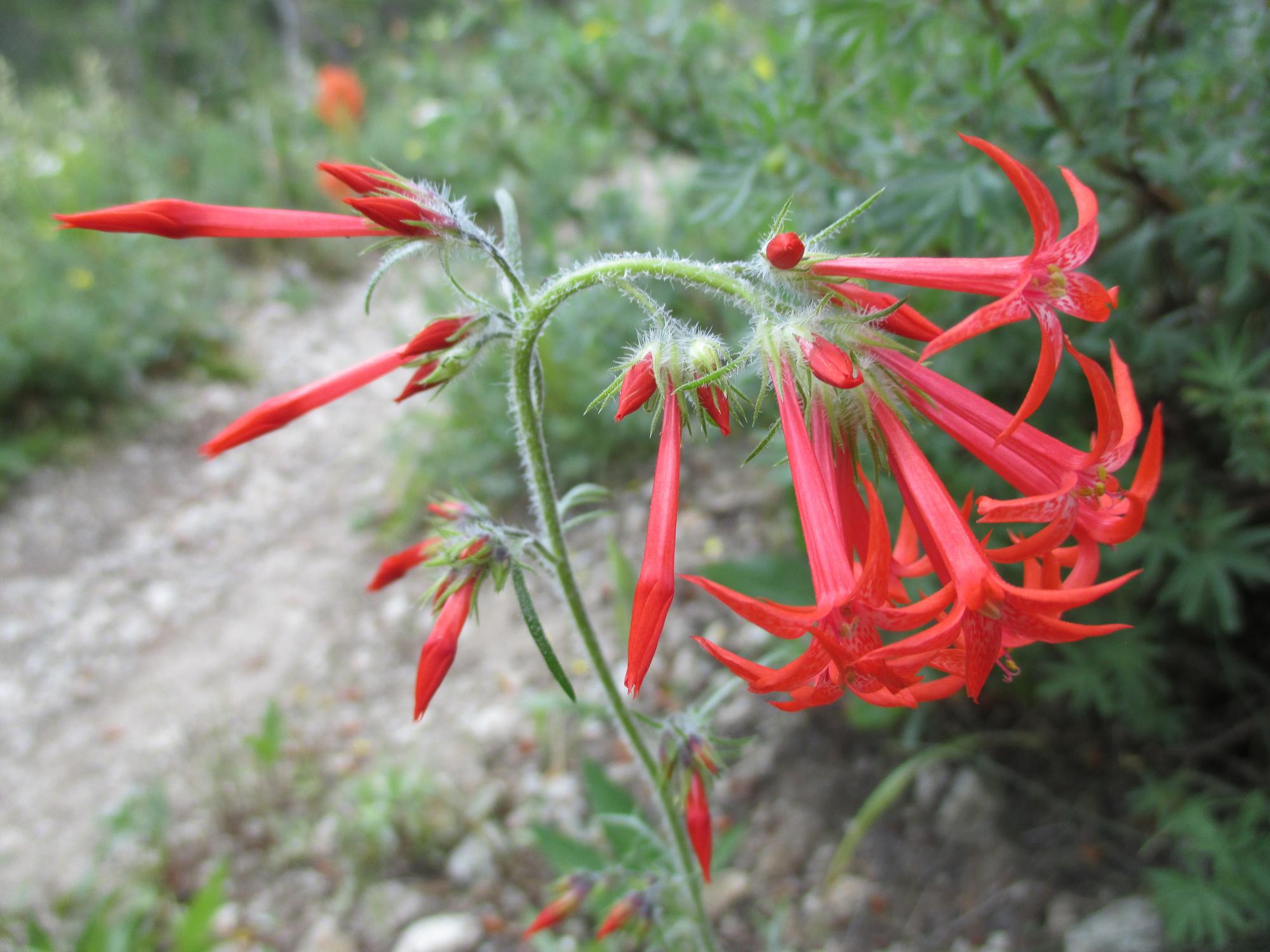 Close-up view of the red, tubular flowers of the scarlet gilia (Ipomopsis aggregata).