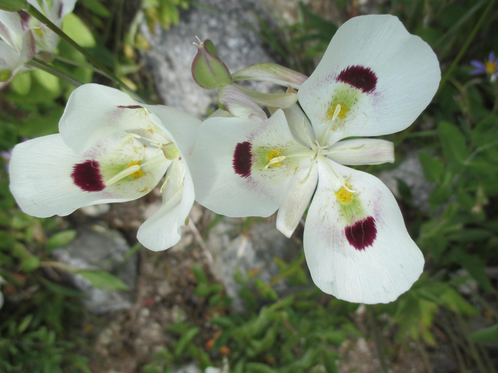 An overhead view of Calochortus eurycarpus  or white mariposa lily.