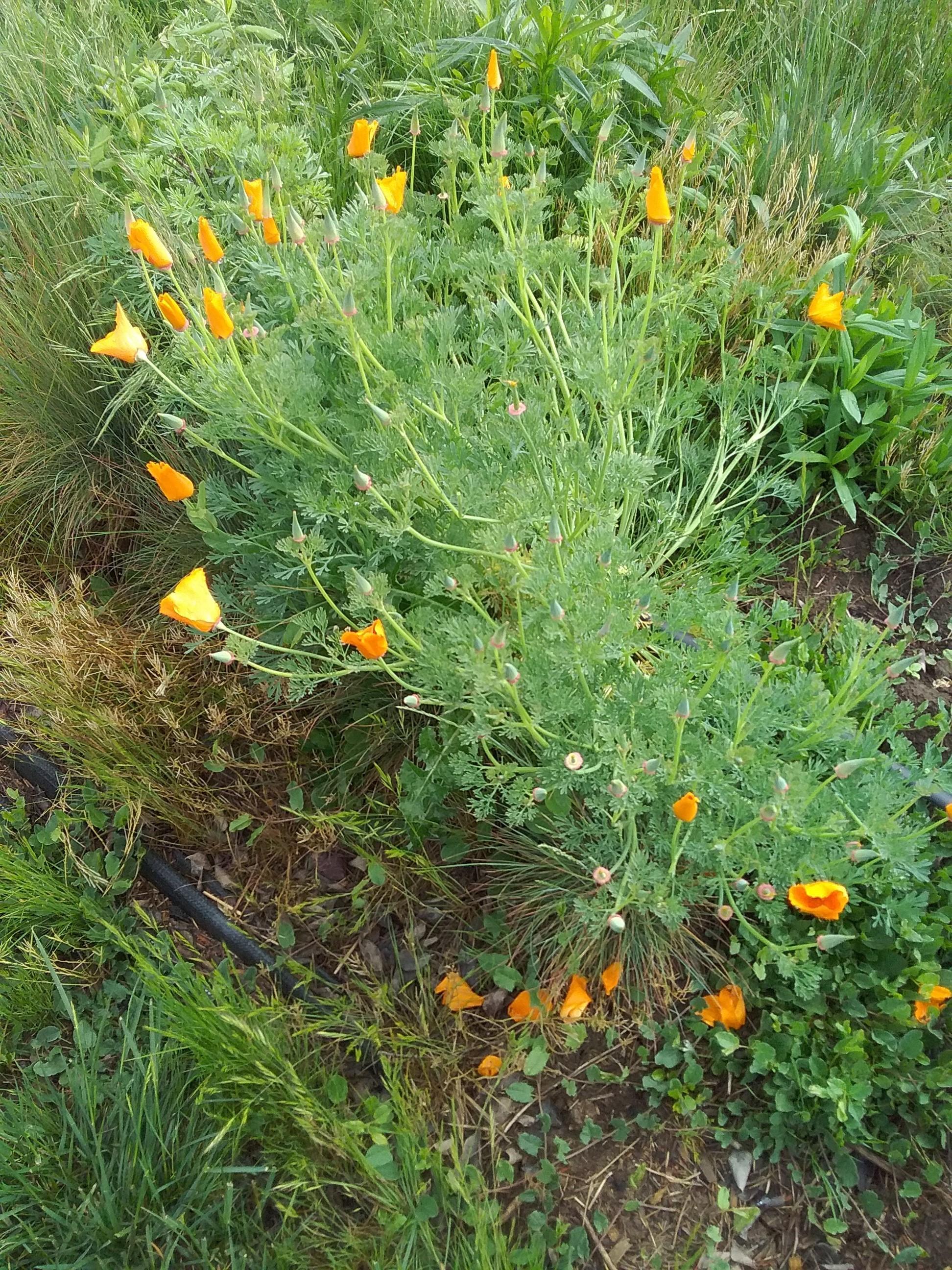 An overhead view of a California poppy abloom with more than a dozen flowers.