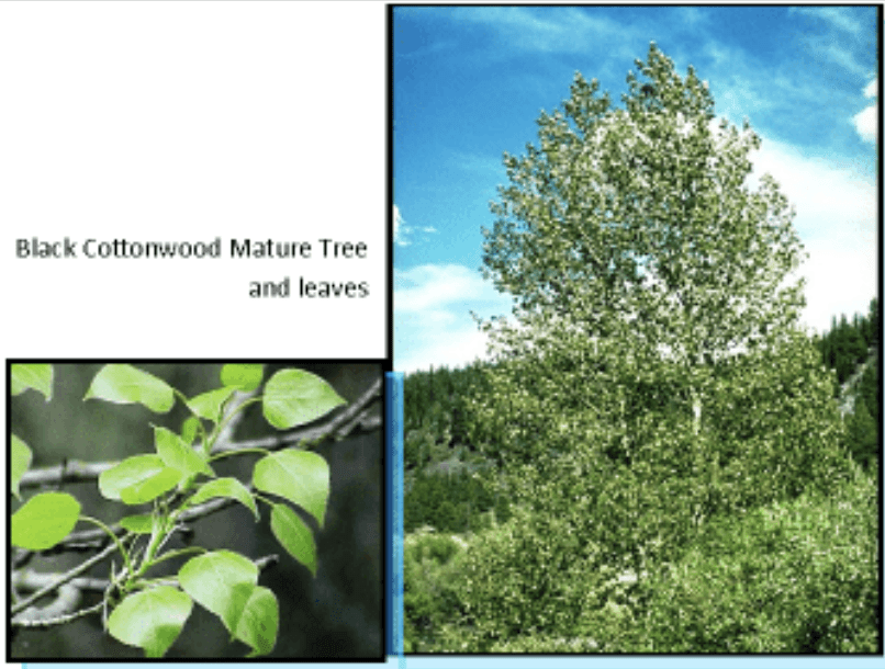 Black cottonwood leaves (left) tree (right)