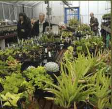 plants inside of greenhouse