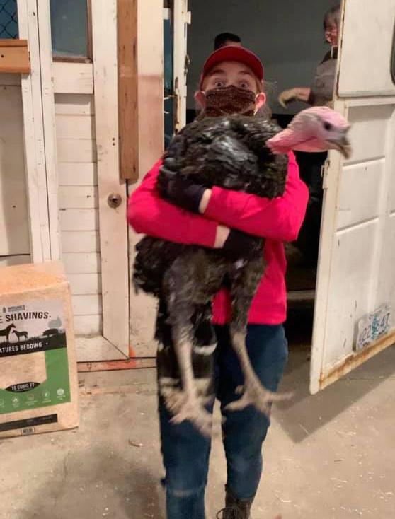 4-H member Sela Raisl, 16, carries a 50-pound turkey that was rescued from a Clackamas County farm during the Oregon wil