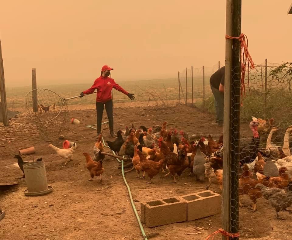 Sela Raisl uses a net to catch chickens and other poultry on a Clackamas County farm that was under threat or fire on Se