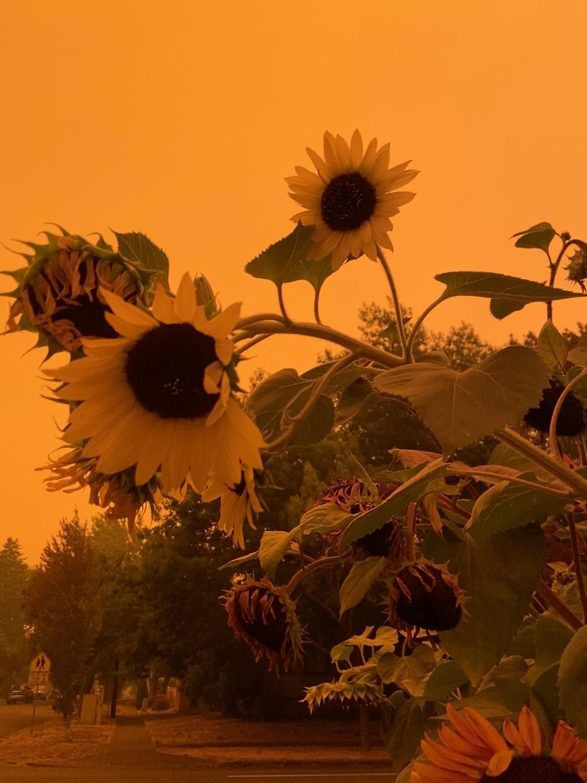 A sunflower plant stands against the smoky, orange sky in Salem.