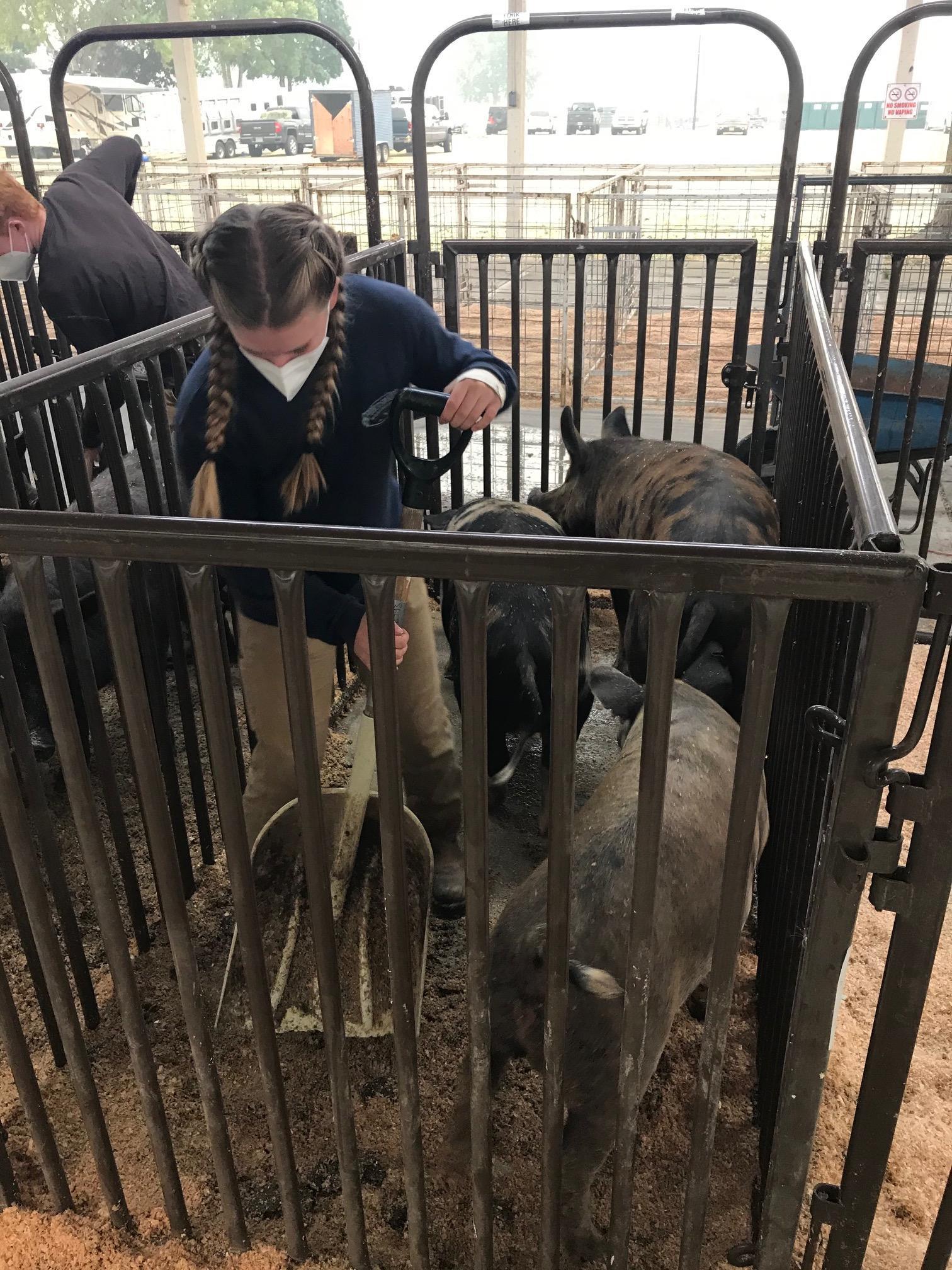 A Washington County 4-H youth shovels a pen that holds pigs that were evacuated to the fairgrounds during the Oregon wil