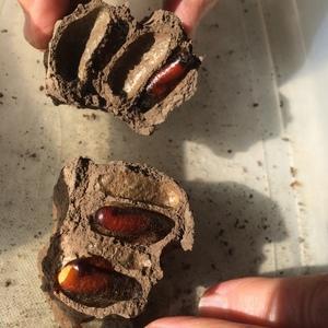 Large red pupae in mud pods