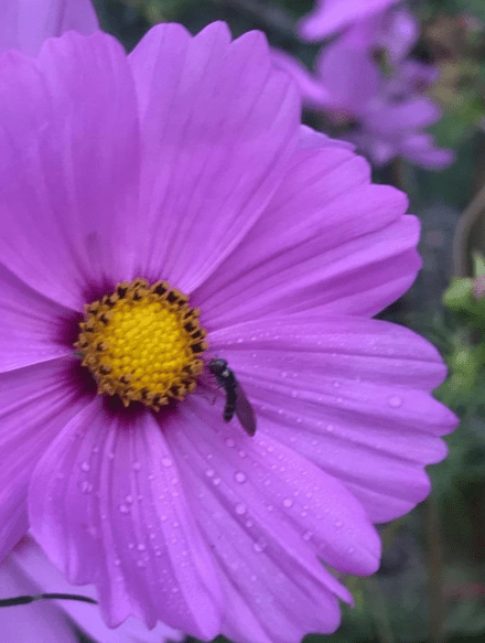A close-up of a single purple cosmos bloom with a small bee at its yellow center.