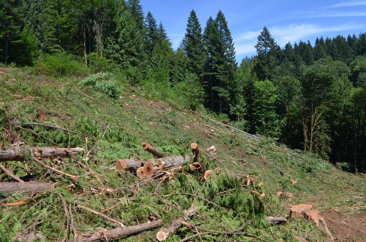 Clearcut from last summer's harvest at Hopkins that will need to be reforested