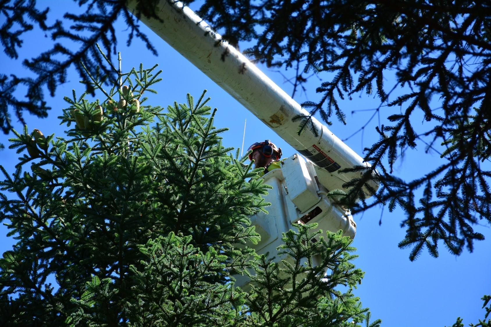 An 80-foot arbor lift is handy for moving in the tree crowns.