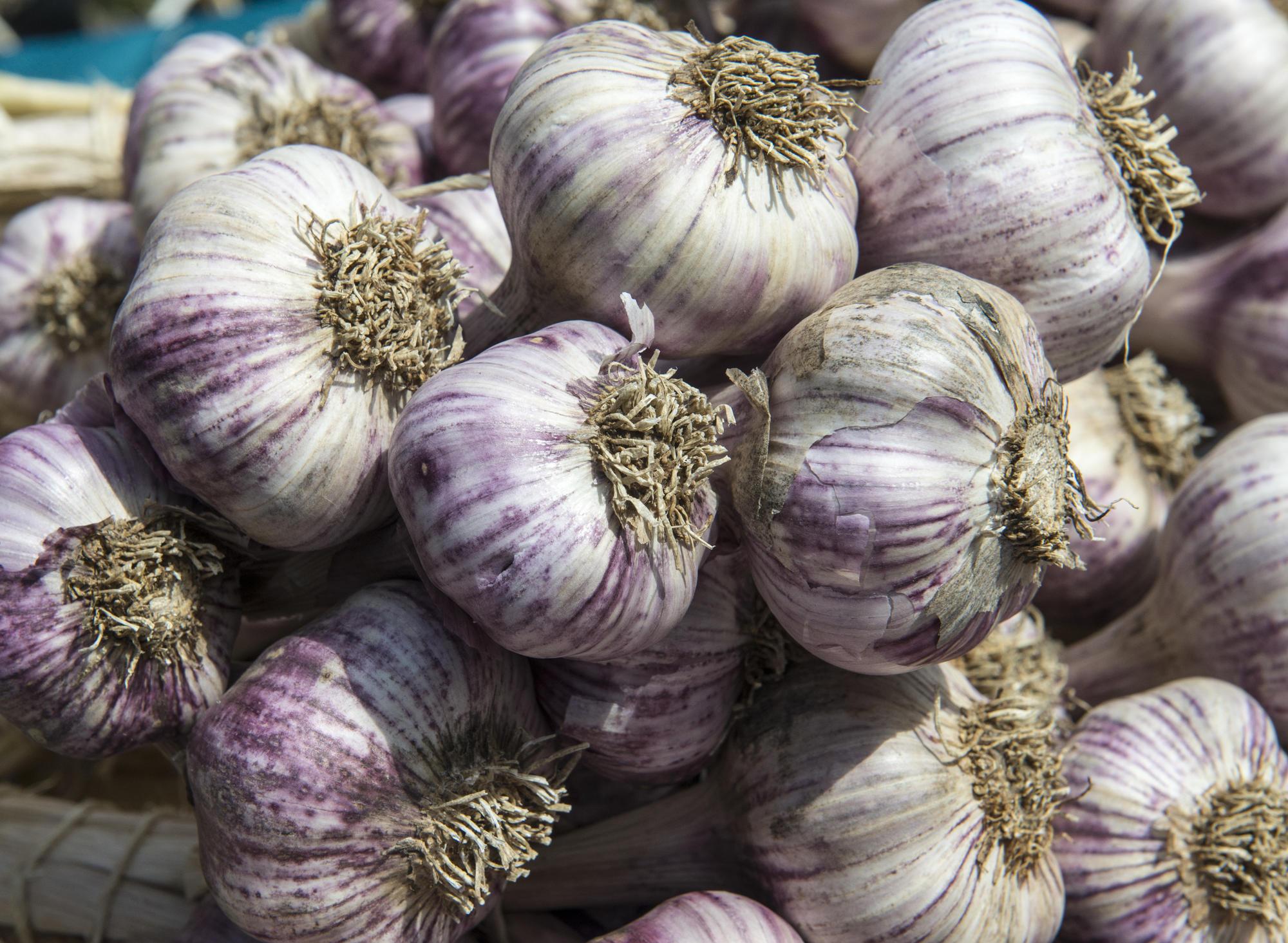 Bunches of garlic