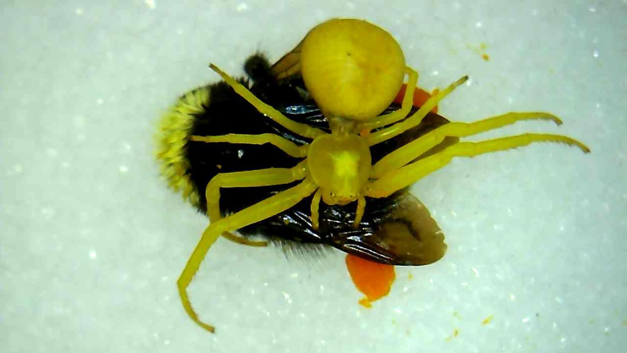 A goldenrod crab spider sites atop a bee it has captured.