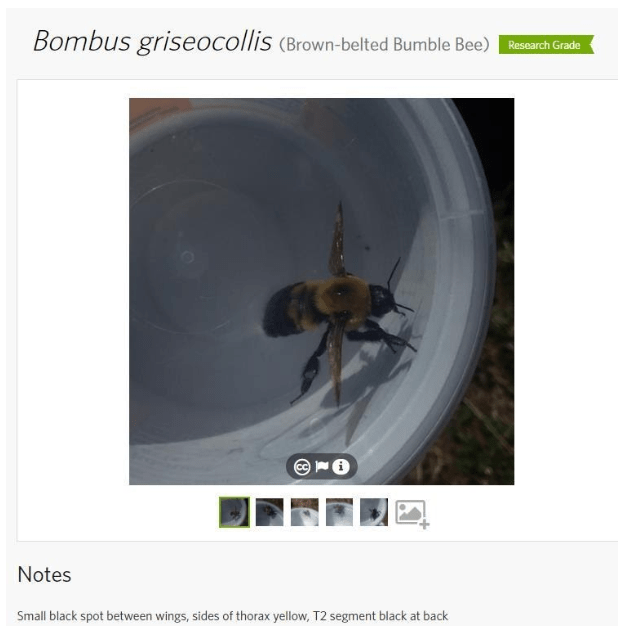 Bombus griseocollis (brown-belted bumblebee)