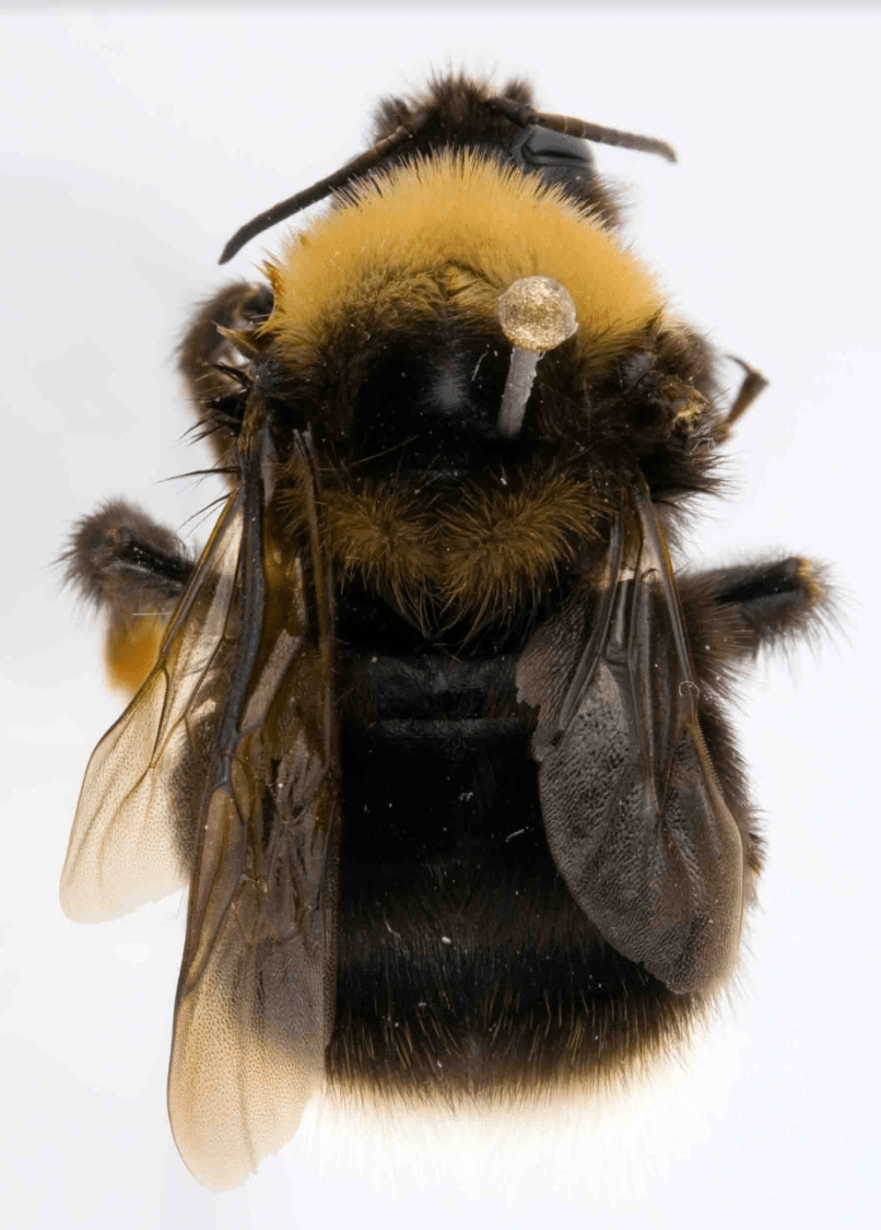 A closeup top view of a western bumble bee specimen.