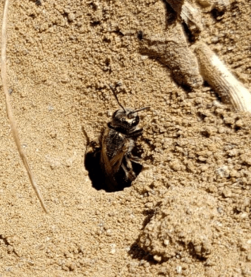 A ground-nesting bee pokes its head out of a hole in the ground.