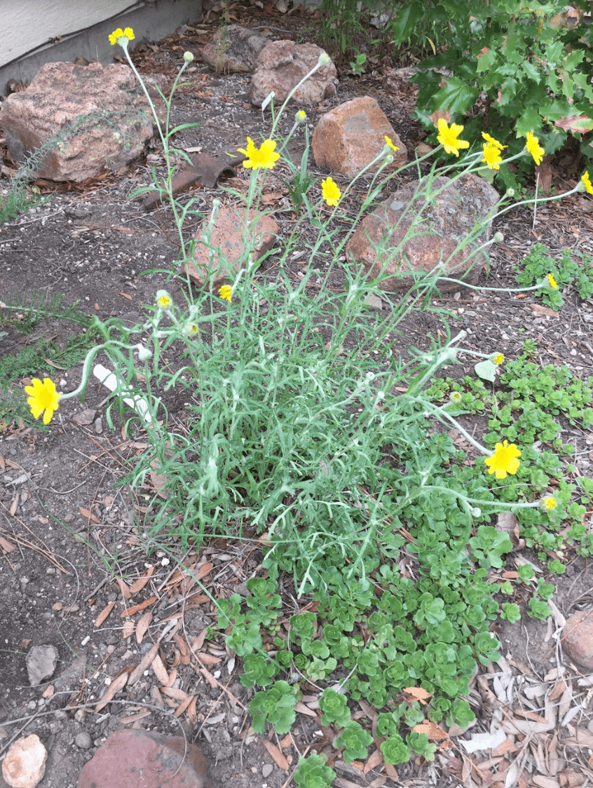 An overhead look at an Oregon sunshine plant with its yellow flowers and green foliage.