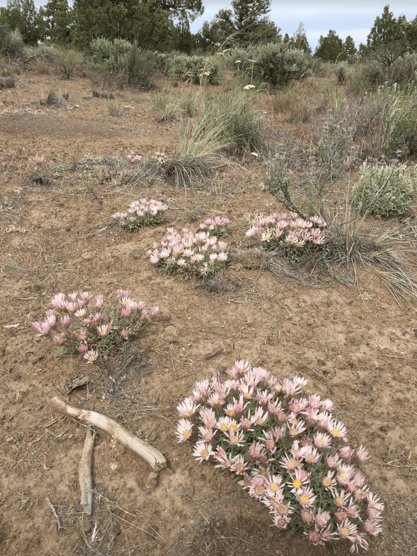 Several showy townsendia plants in their native landscape.
