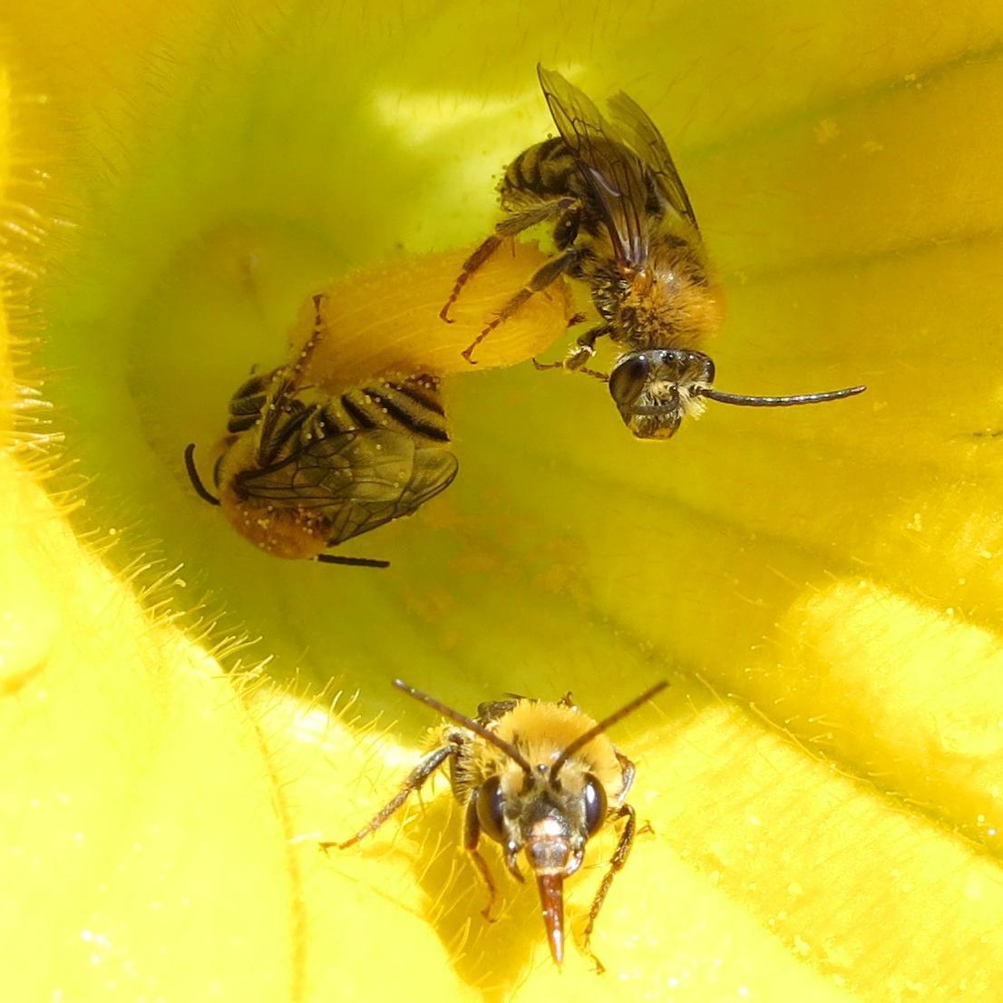 A close-up photo shows three squash bees inside a squash blossom.