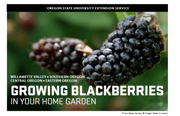 Cover photo for "Growing Blackberries in Your Home Garden"