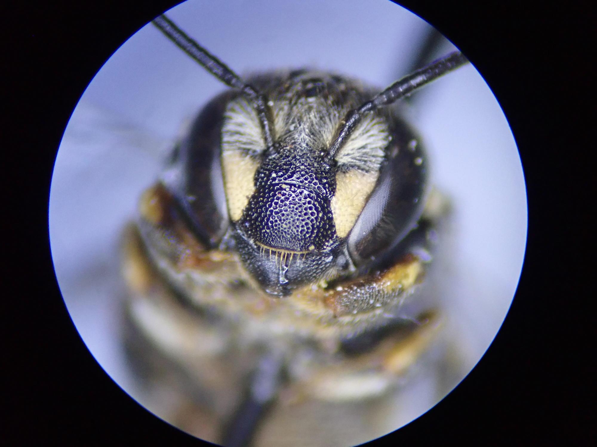 A close-up view of the face of a female Anthidiellum notatum.