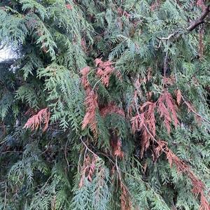 Cedar branches with brown spots