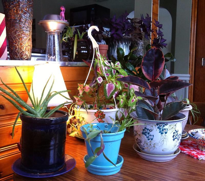 A variety of houseplants on a table.