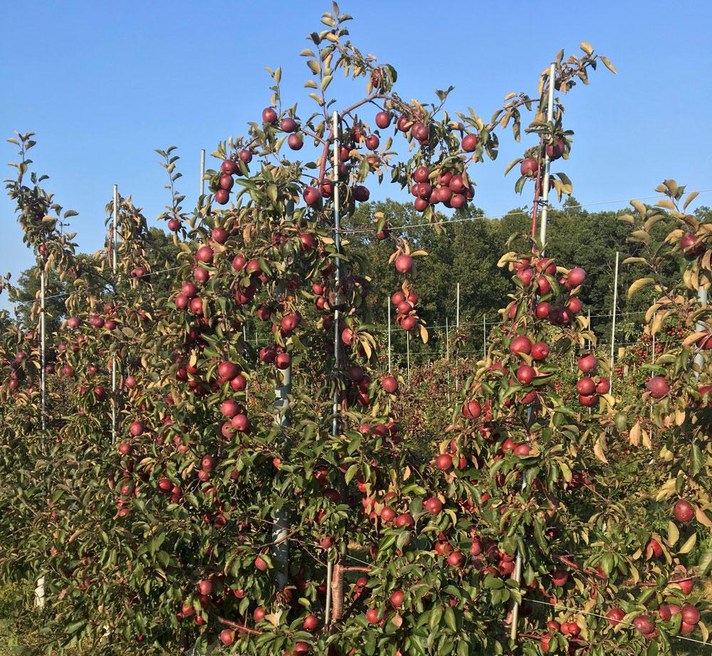 OSU Extension's experimental apple cider orchard occupies three acres at the North Willamette Research and Extension Cen