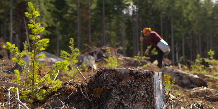 A tree planter is shown slightly out of focus in the background of a cleared forest area where trees are being replanted.