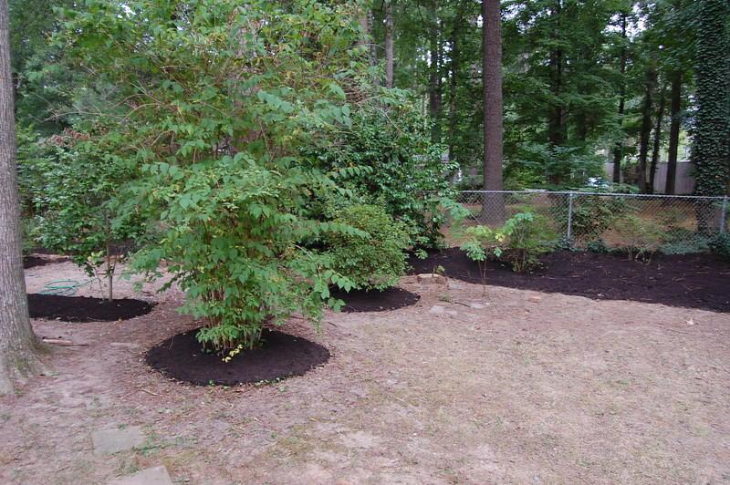 Trees with mulch around the base.
