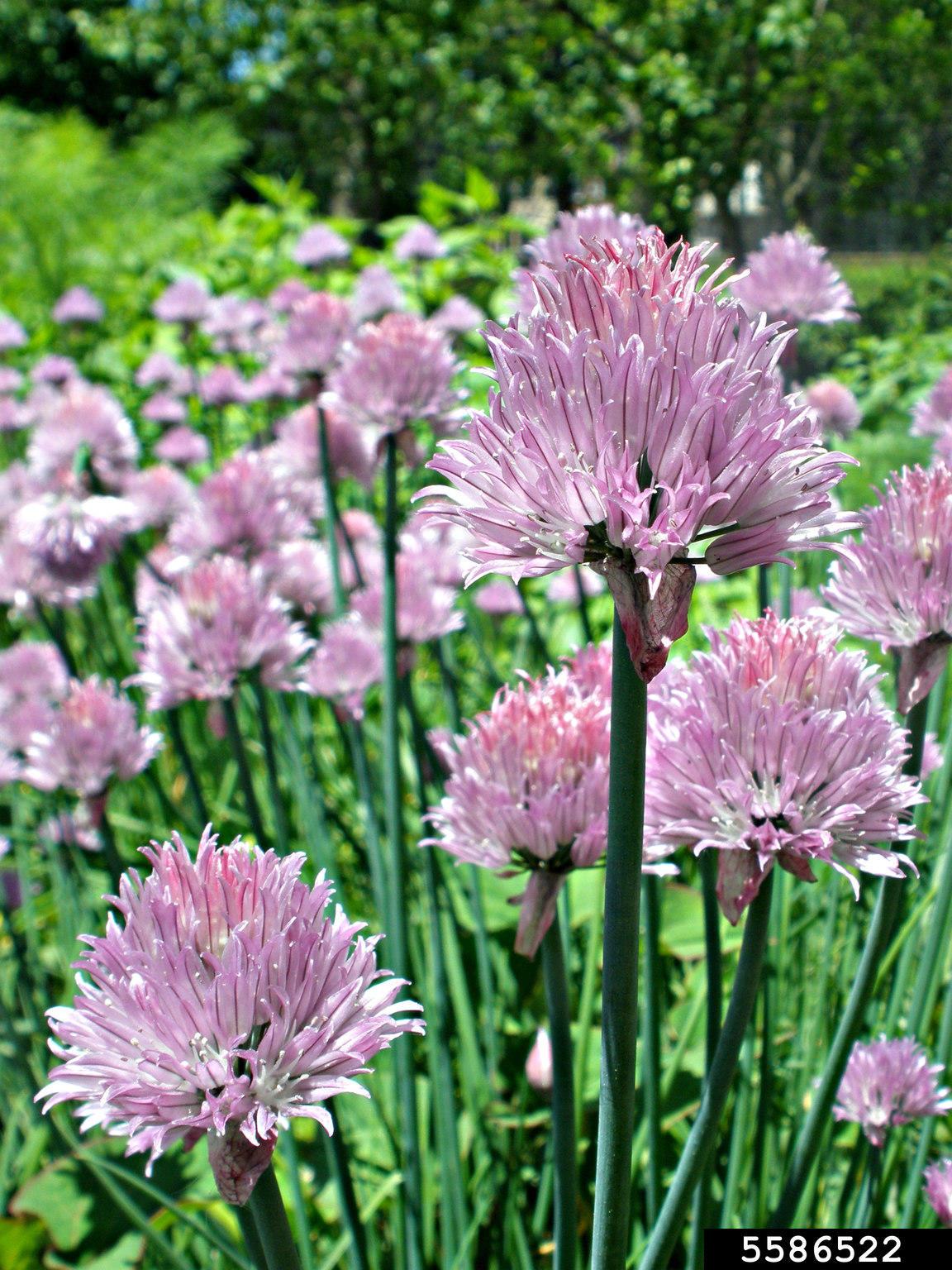A close-up of chive plants with purple flowers.