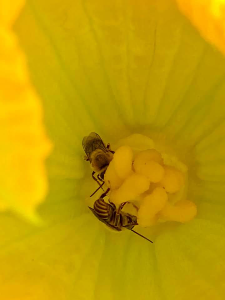 Squash bees on cucurbit blossom