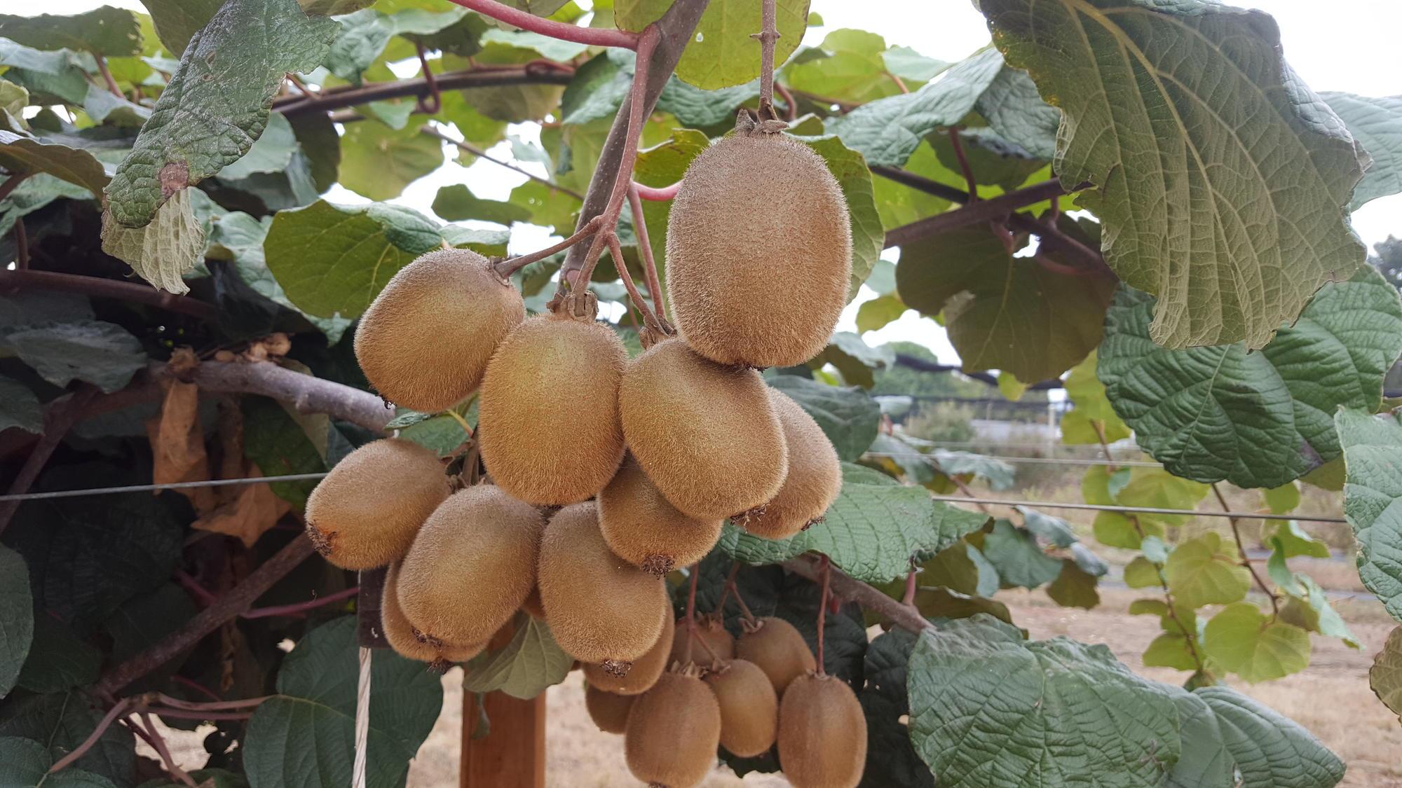A cluster of kiwifruit growing on a vine.