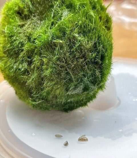 A round spongy green ball, resembling moss sits on a tray. Next to it are tiny D-shaped zebra mussels found in the ball.