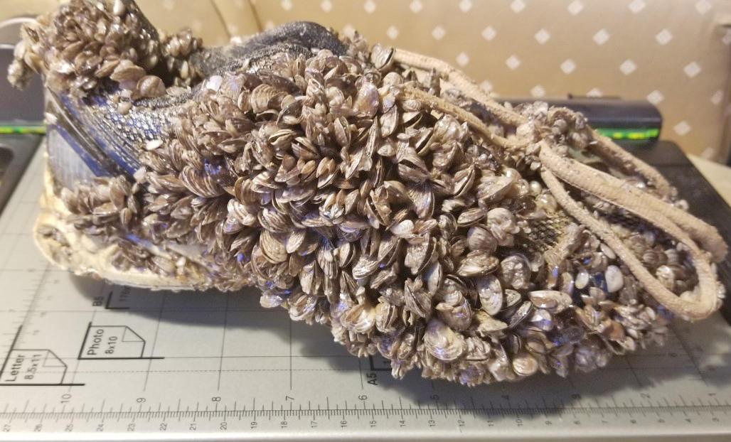 A gym shoe is covered in a dense growth of zebra mussels.