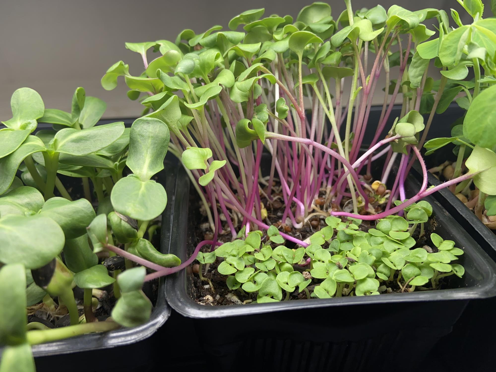microgreens growing in plastic container