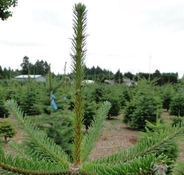 A close-up of a Christmas tree's straight leader with other trees in the background.