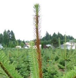 Close-up of a Christmas tree leader shows reddish discoloration caused by the application of a plant growth regulator.
