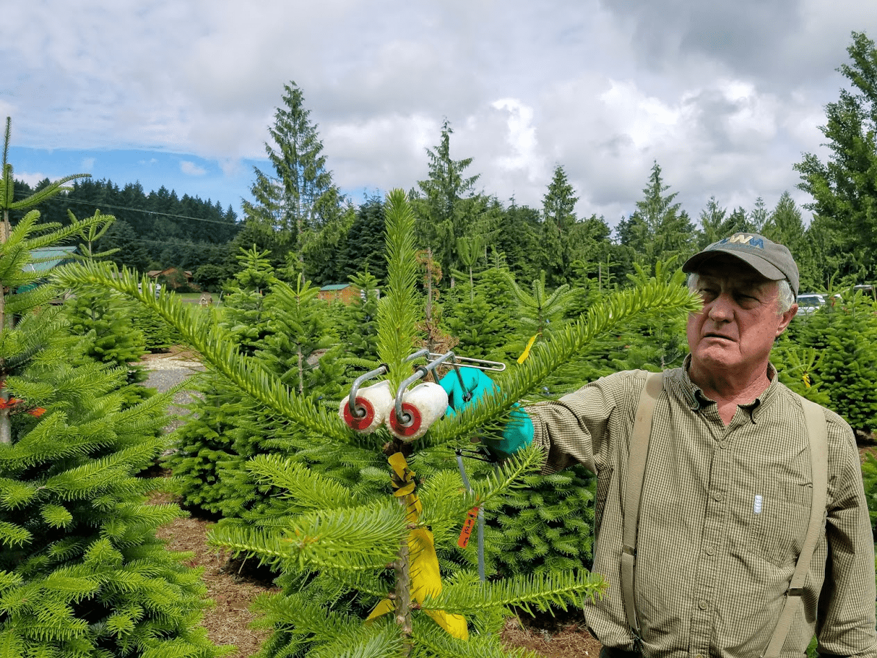 A man uses the double rollers of an EasyRoller to apply plant growth regulator to a Christmas tree leader.