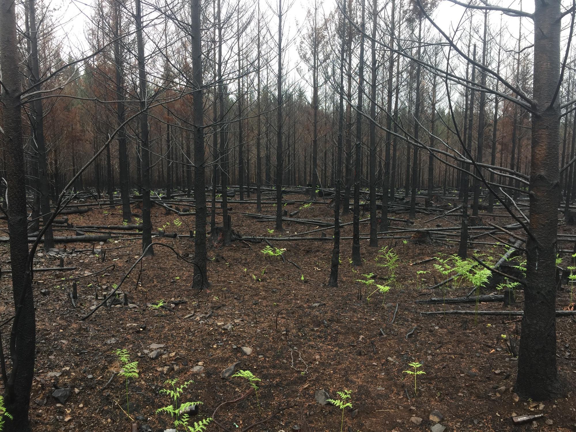 A burned stand of young trees creates a stark landscape.